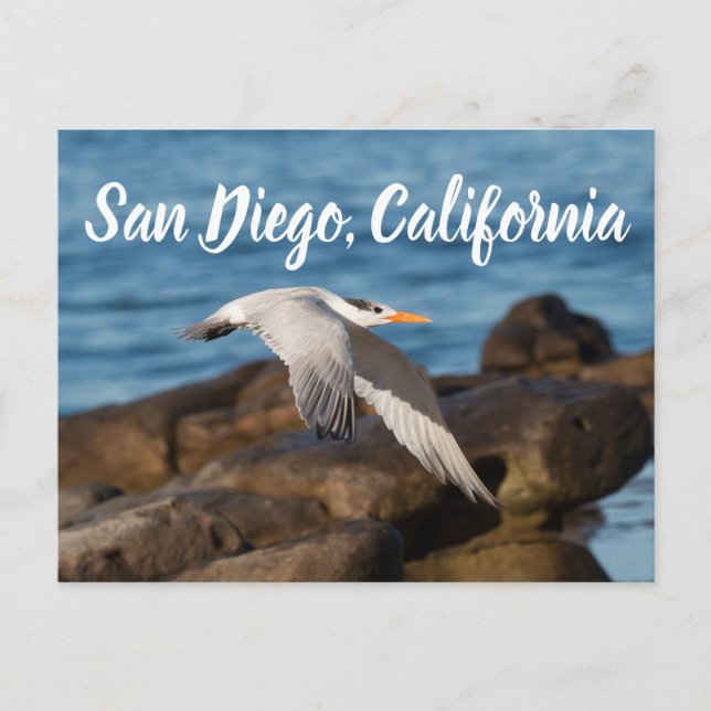 As the Tern Flies San Diego, California Postcard (Front)