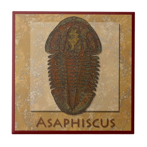 Asaphiscus Fossil Trilobite Ceramic Tile