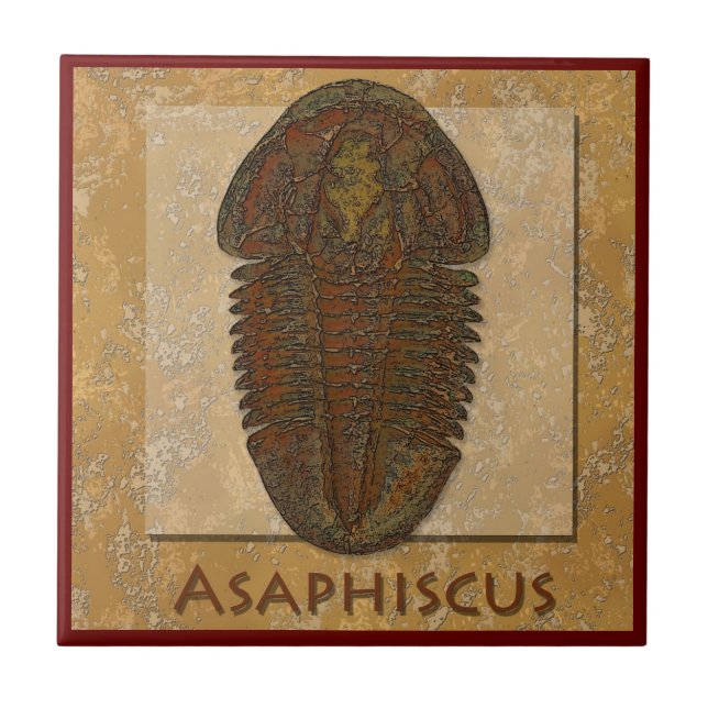 Asaphiscus Fossil Trilobite Ceramic Tile (Front)