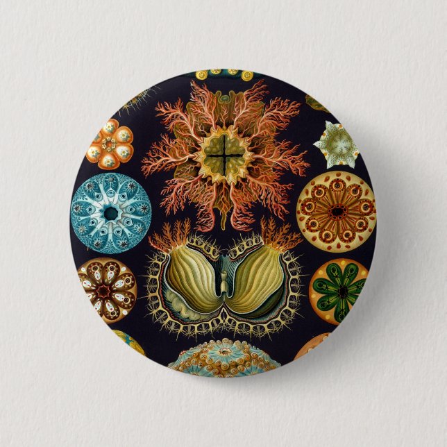 Ascidiacea by Ernst Haeckel Button (Front)