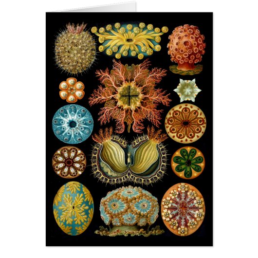 Ascidiacea Cards (Front)
