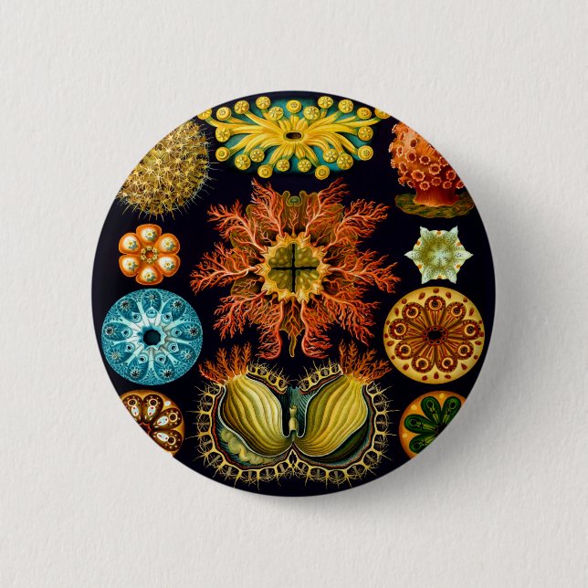 Ascidiacea (Sea Squirts), Ernst Haeckel Fine Art Button (Front)