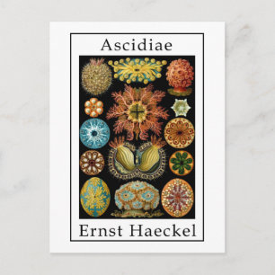Ascidiae by Ernst Haeckel Postcard