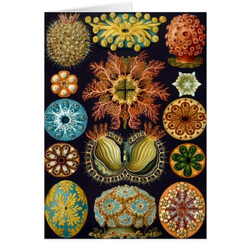 Ascidiae by Ernst Haeckel Vintage Marine Animals