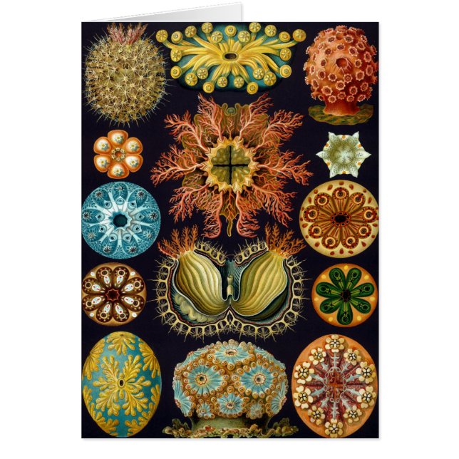 Ascidiae by Ernst Haeckel, Vintage Marine Animals (Front)