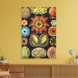 Ascidiae by Ernst Haeckel, Vintage Marine Animals Canvas Print
