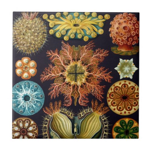 Ascidiae by Ernst Haeckel Vintage Marine Animals Ceramic Tile
