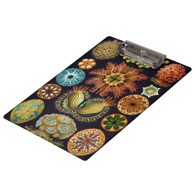 Ascidiae by Ernst Haeckel, Vintage Marine Animals Clipboard (Angled)