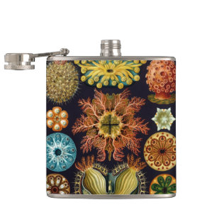 Ascidiae by Ernst Haeckel, Vintage Marine Animals Hip Flask
