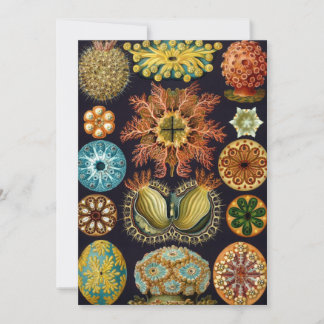 Ascidiae by Ernst Haeckel, Vintage Marine Animals Invitation