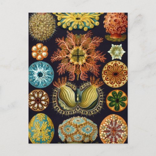 Ascidiae by Ernst Haeckel Vintage Marine Animals Postcard