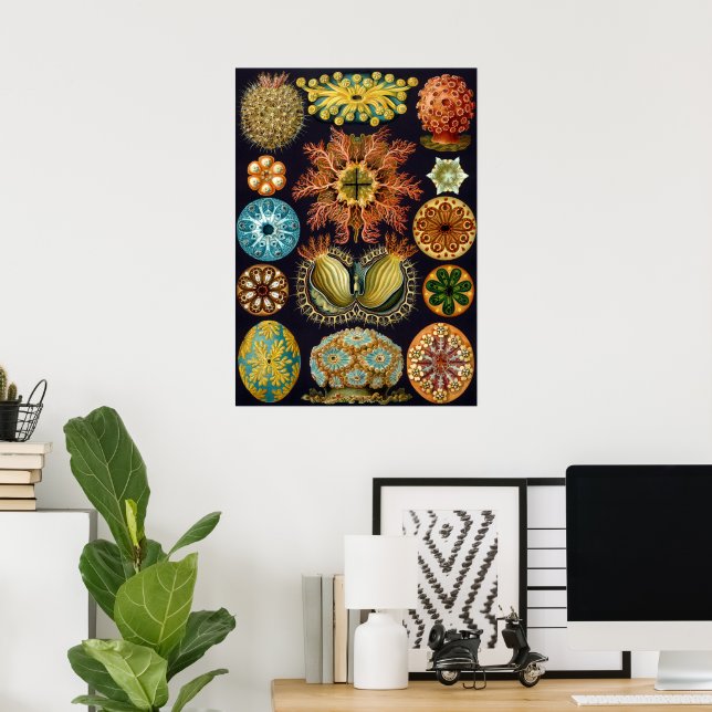 Ascidiae by Ernst Haeckel, Vintage Marine Animals Poster (Home Office)
