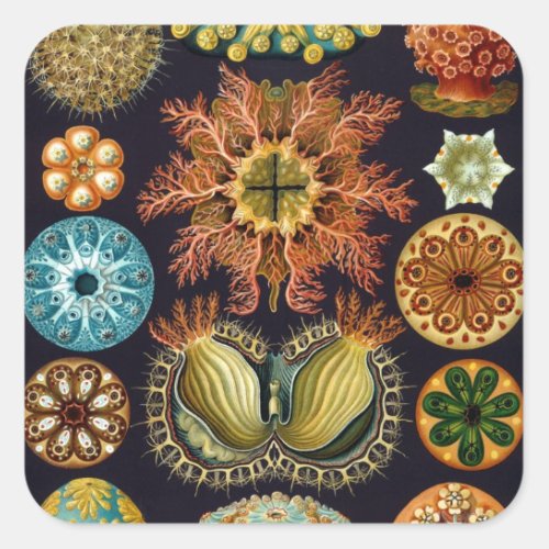 Ascidiae by Ernst Haeckel Vintage Marine Animals Square Sticker