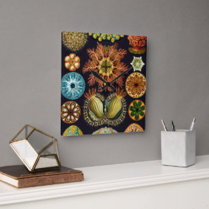 Ascidiae by Ernst Haeckel, Vintage Marine Animals Square Wall Clock