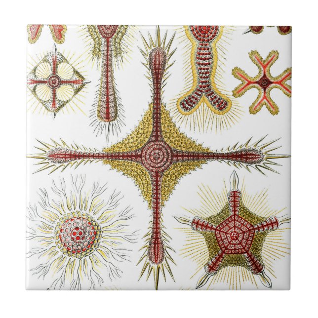 Ascidiae by Ernst Haeckel, Vintage Marine Animals Tile (Front)