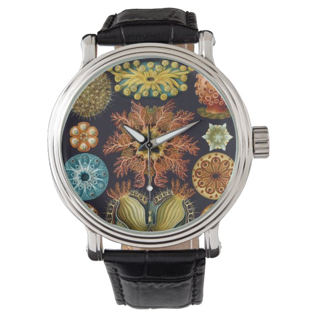 Ascidiae by Ernst Haeckel, Vintage Marine Animals Watch (Front)