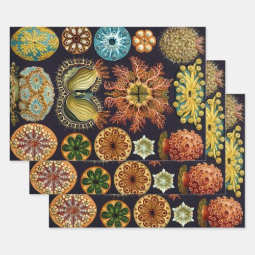 Ascidiae by Ernst Haeckel Vintage Marine Animals Wrapping Paper Sheets