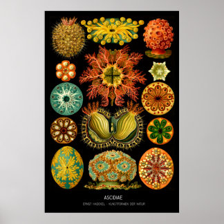 Ascidiae – Plate 85 - Kunstformen der Natur Poster