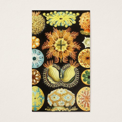Ascidiae - Sea Squirt Business Card