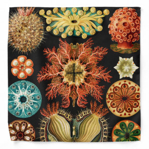 Ascidiae, Seescheiden Marine Life by Ernst Haeckel Bandana