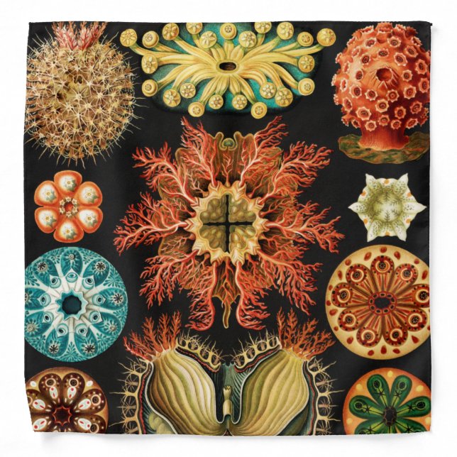 Ascidiae, Seescheiden Marine Life by Ernst Haeckel Bandana (Front)