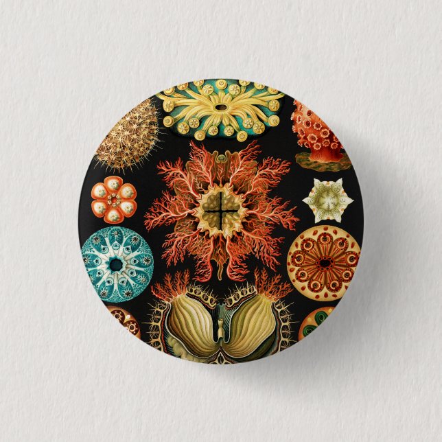 Ascidiae, Seescheiden Marine Life by Ernst Haeckel Button (Front)