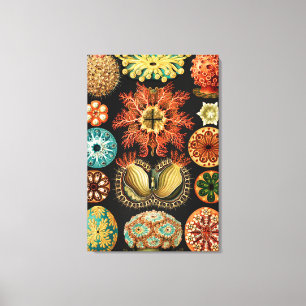 Ascidiae, Seescheiden Marine Life by Ernst Haeckel Canvas Print