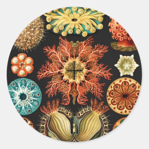 Ascidiae Seescheiden Marine Life by Ernst Haeckel Classic Round Sticker