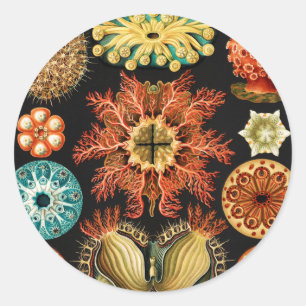 Ascidiae, Seescheiden Marine Life by Ernst Haeckel Classic Round Sticker