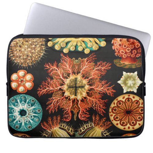 Ascidiae Seescheiden Marine Life by Ernst Haeckel Laptop Sleeve