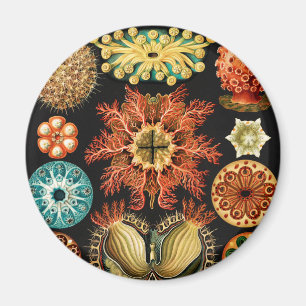 Ascidiae, Seescheiden Marine Life by Ernst Haeckel Magnet