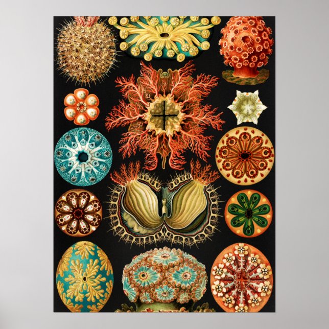 Ascidiae, Seescheiden Marine Life by Ernst Haeckel Poster (Front)