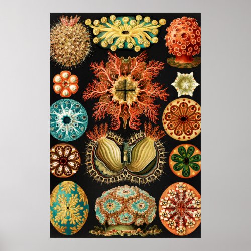 Ascidiae Seescheiden Marine Life by Ernst Haeckel Poster