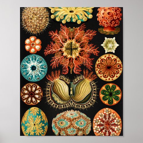 Ascidiae Seescheiden Marine Life by Ernst Haeckel Poster