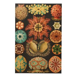 Ascidiae, Seescheiden Marine Life by Ernst Haeckel Wood Wall Art
