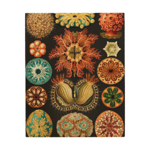 Ascidiae, Seescheiden Marine Life by Ernst Haeckel Wood Wall Art