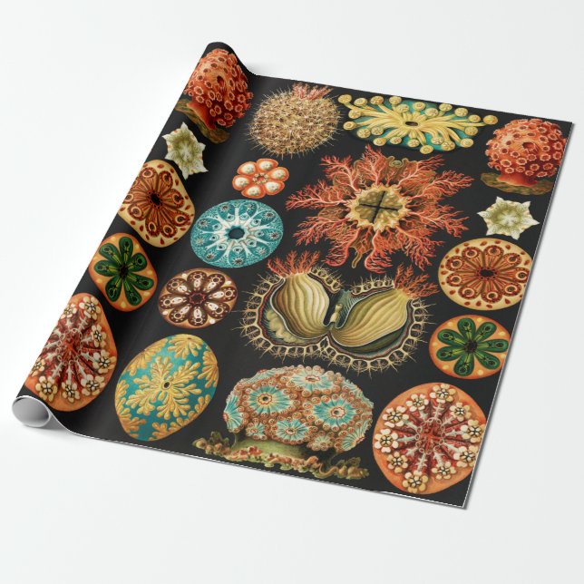 Ascidiae, Seescheiden Marine Life by Ernst Haeckel Wrapping Paper (Unrolled)