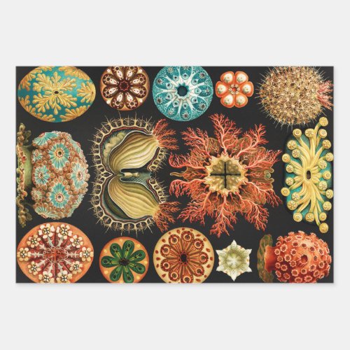 Ascidiae Seescheiden Marine Life by Ernst Haeckel Wrapping Paper Sheets