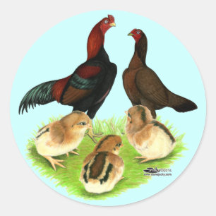 Aseel Black Red Chicken Family Classic Round Sticker
