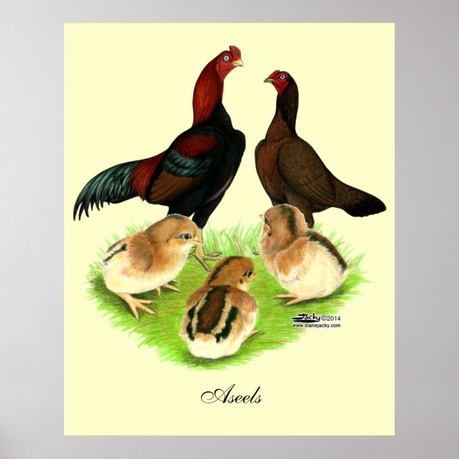 Aseel Black Red Chicken Family Poster (Front)