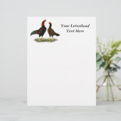 Aseel Black Red Chickens (Standing Front)