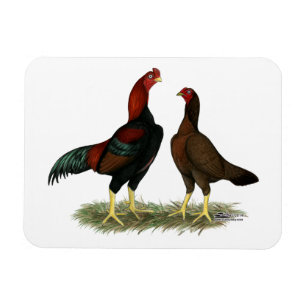 Aseel Black Red Chickens Magnet
