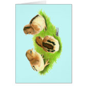 Aseel Black Red Chicks (Front)