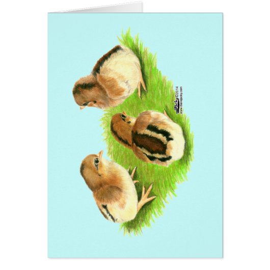 Aseel Black Red Chicks Cards (Front)