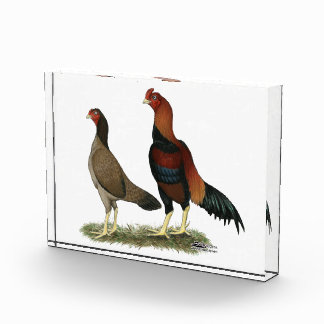 Aseel Wheaten Chickens Award