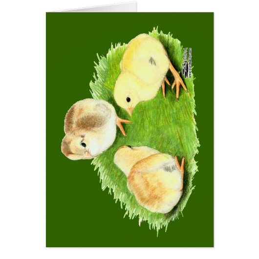 Aseel Wheaten Chicks Cards (Front)