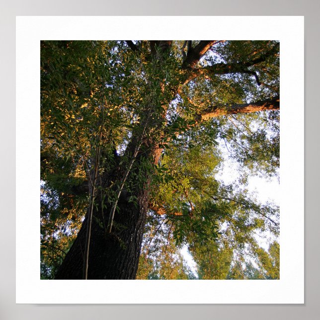 Ash Tree Photo Poster (Front)