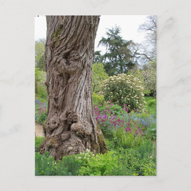 Ash Tree Textured Bark Patterns Hidcote Garden Postcard (Front)