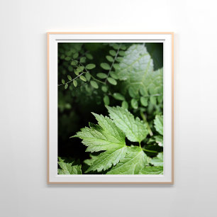 Ashland Ferns in the Forest Photography Poster