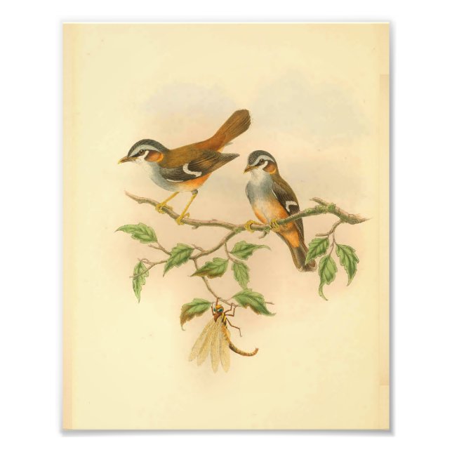Ashy Fronted Flycatcher Orange Bird Vintage Print (Front)